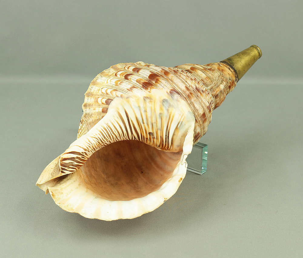 Conch Shell 仏像彫刻の貝殻 約15cm 螺貝 Conch Shell 仏像彫刻の貝殻 約15cm 螺貝