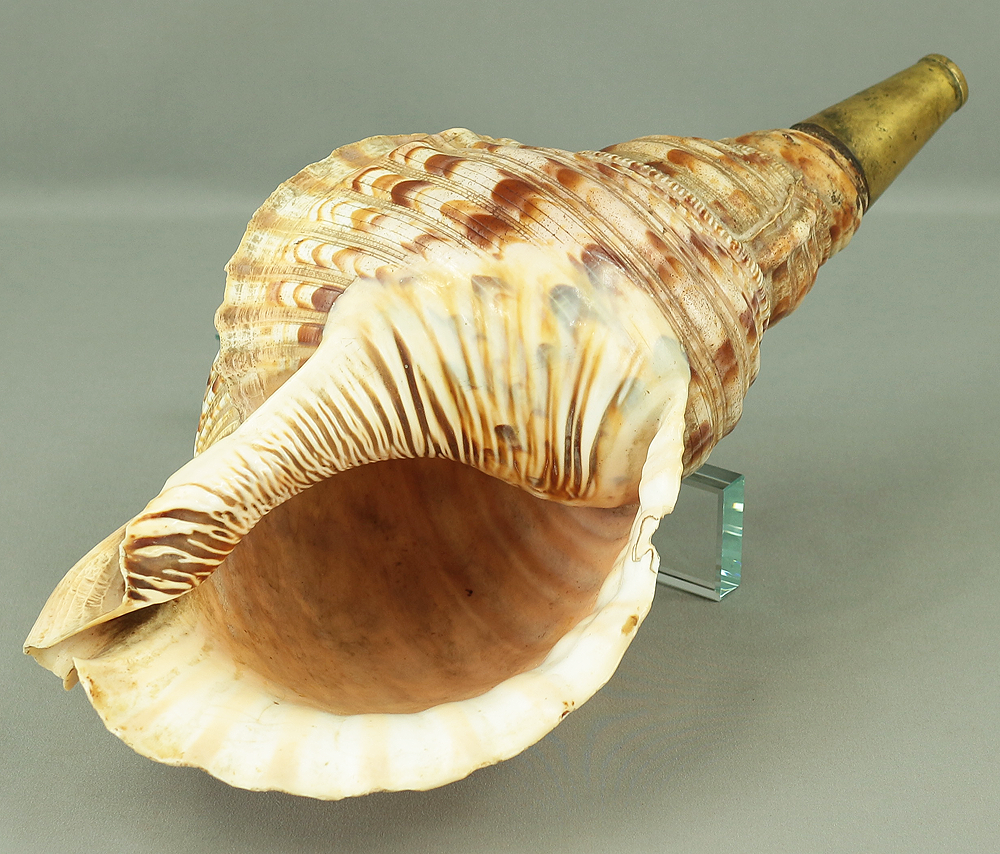 Prehistorical Shell Instrument Large Trumpet shell Horagai 法螺貝 Japanese Traditional Instrument with R ...