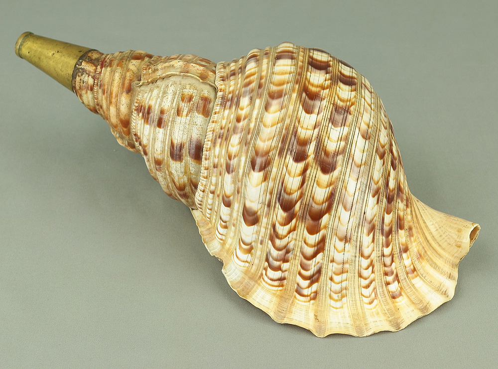 Prehistorical Shell Instrument Large Trumpet shell Horagai 法螺貝 Japanese Traditional Instrument with R ...