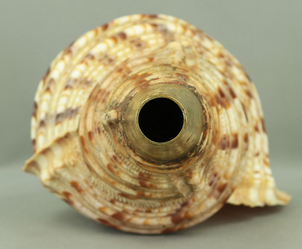 Large Trumpet shell Horagai 法螺貝 Japanese Traditional Instrument